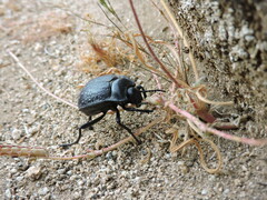 Gyriosomus curtisi