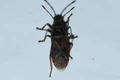 Arocatus melanocephalus