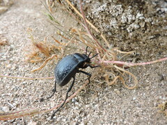 Gyriosomus curtisi