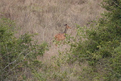 Tragelaphus sylvaticus