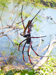 Trichonephila inaurata madagascariensis