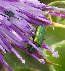 Psilothrix viridicoerulea