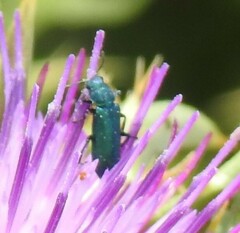 Psilothrix viridicoerulea