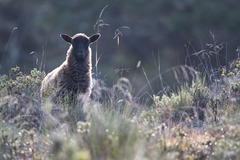 Ovis aries