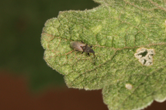 Oxycarenus