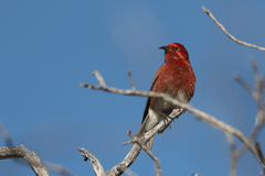 Himatione sanguinea