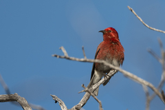 Himatione sanguinea