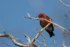 Himatione sanguinea