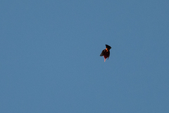 Drepanis coccinea