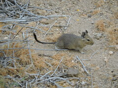Octodon degus