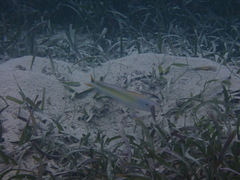 Malacanthus plumieri