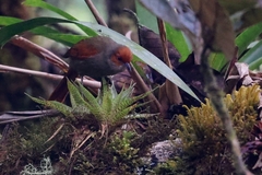 Cranioleuca erythrops