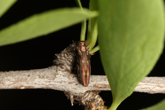 Agrilus