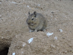 Octodon degus