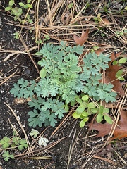 Capnoides sempervirens