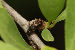 Agrilus