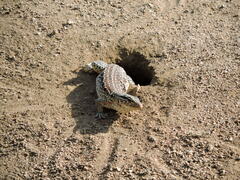 Callopistes maculatus