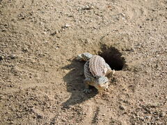 Callopistes maculatus