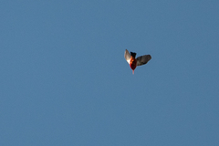 Drepanis coccinea