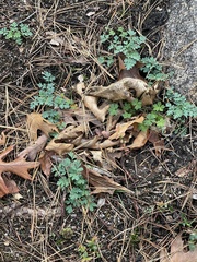 Capnoides sempervirens