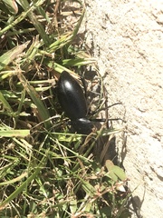 Eleodes grandicollis