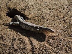 Callopistes maculatus