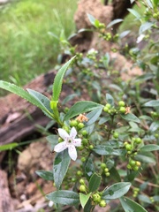 Myoporum petiolatum