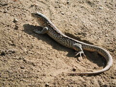 Callopistes maculatus