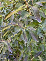 Euonymus