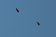 Drepanis coccinea