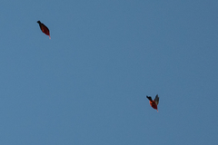 Drepanis coccinea