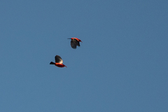 Drepanis coccinea