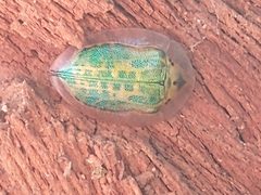 Physonota attenuata