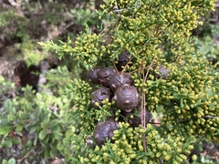 Cupressus goveniana