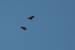 Drepanis coccinea
