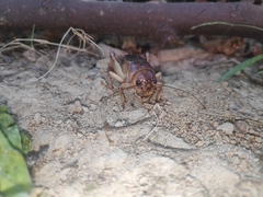 Tarbinskiellus portentosus
