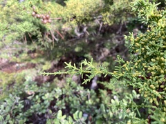 Cupressus goveniana