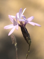 Lessingia nemaclada