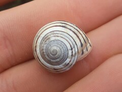 Pseudotachea liturata