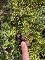 Cupressus goveniana