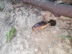 Tarbinskiellus portentosus