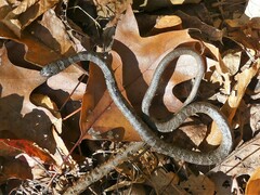 Coluber constrictor constrictor