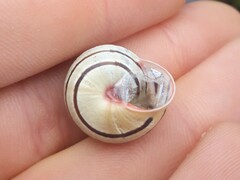 Pseudotachea liturata