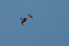 Drepanis coccinea