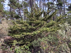Cupressus goveniana