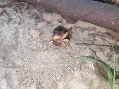 Tarbinskiellus portentosus