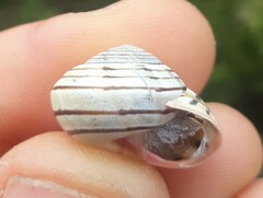 Pseudotachea liturata