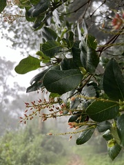 Weinmannia