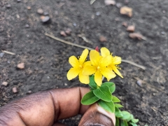 Hypericum aethiopicum