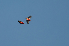 Drepanis coccinea